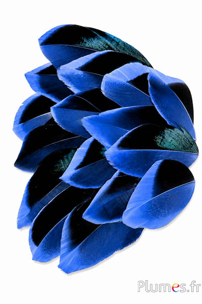 Petali in piume - 5-8 x 3-4 cm - blu-nero